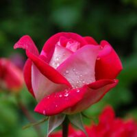IMG_9165 